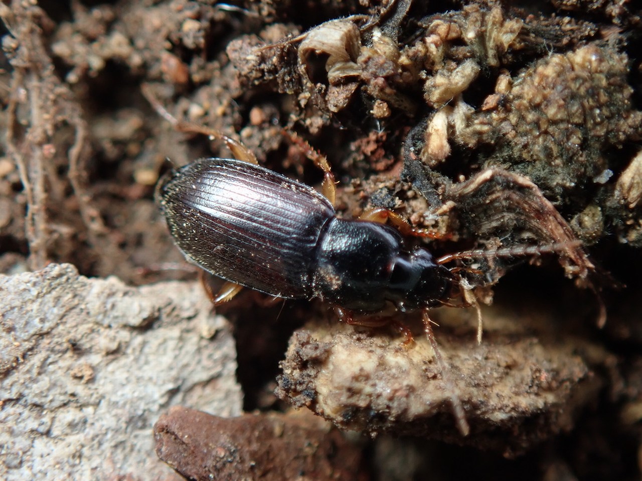 Parophonus sp Parophonus sp